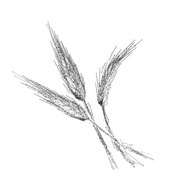 Spikelets. Gluten. Wholewheat Isolated black vector illustration in low-poly style on a white background. The drawing consists of thin lines and dots. Polygonal image on topics of vegetables or food.