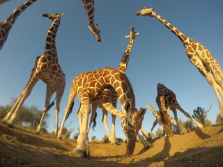 Obraz premium Reticulated Giraffes 