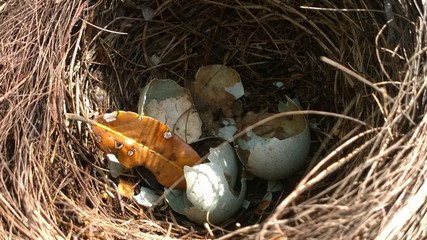 nido di merlo uccello 