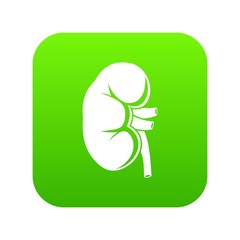 Kidney icon digital green for any design isolated on white vector illustration