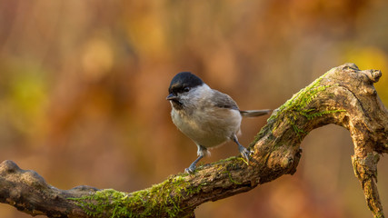 Sparrow on a branch