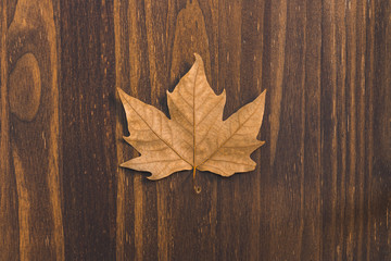 Naklejka na ściany i meble Pretty brown autumnal leaf on a wooden table