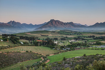 Naklejka premium Vineyards Stellenbosch South Africa