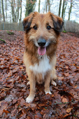 Hund im Herbstwald