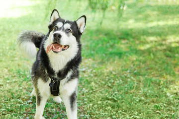 Naklejka na ściany i meble Playful husky dog on grass in the park
