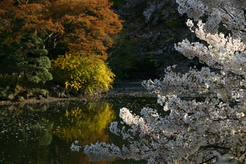 池　桜