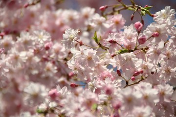 Fototapeta premium サクラ