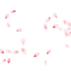 Pink sakura flower flying petals isolated on white vector background.