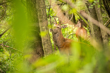 Male Red Deer (Cervus elaphus) in a dense forest