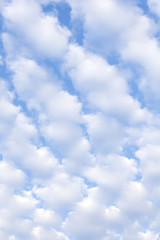 Obraz premium 一面のうろこ雲