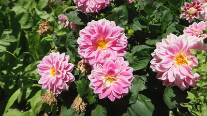 Grupo de Dalias. Flores rosas en la planta de maceta con fondo de hojas verdes