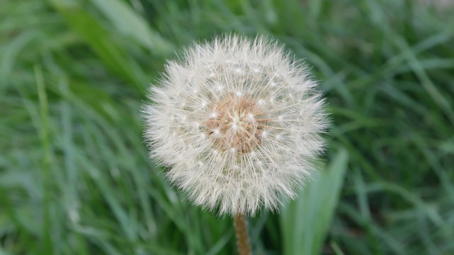Diente de le&oacute;n, Dandelion conocido como achicoria amarga y meacamas, ​ es una especie de planta de la familia de las aster&aacute;ceas. Una mala hierba del jard&iacute;n con propiedades medicinales en primer plano 