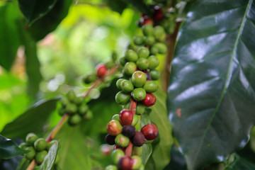 Arabica coffee berry raw on coffee tree hard bean of the north of Thailand.