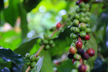 Arabica coffee berry raw on coffee tree hard bean of the north of Thailand.