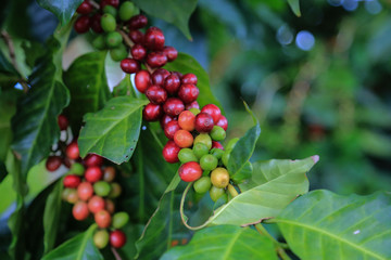 Arabica coffee berry ripe on coffee tree hard bean of the north of Thailand. Closeup ripe coffee for harvest on tree.