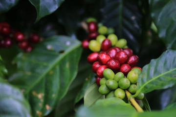 Arabica coffee berry ripe on coffee tree hard bean of the north of Thailand. Closeup ripe coffee for harvest on tree.