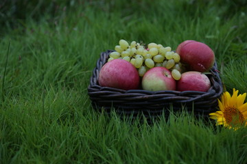 apples in basket on green grass