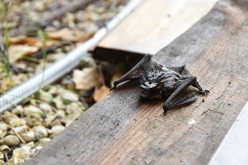 bat