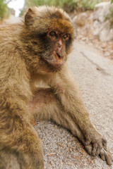 Mono in Gibraltar
