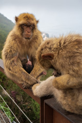 Baby monkey sucking