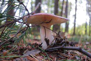 Russula close up among the grass, twigs and moss. Sunny autumn day