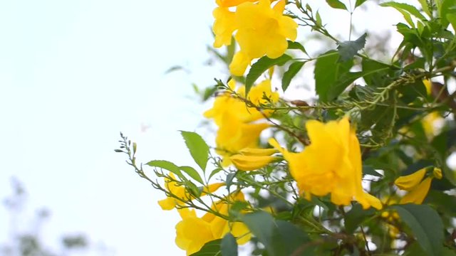 close up of tecoma stans floewr (yellow bell, yellow elder, trumpetbush, trumpetflower)