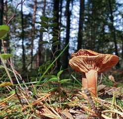 Russula (Lactarius subdulcis) close up among the grass, twigs and moss. Sunny autumn day