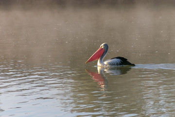 Pelican fishing in the early morning sunlight and fog near Waikerie on the Murray River in South Australia