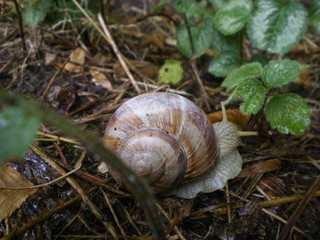 Weinbergschnecke-Naturschutz-Arten-NRW-gt