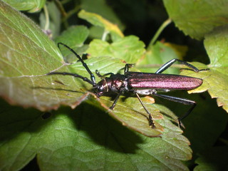 Käfer-Insekt-Deutschland-Natur-gt