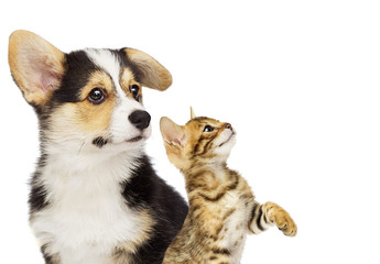 Obraz premium kitten and puppy