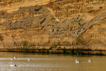 A flock of pelicans fishing on the tranquil waters of the Murray River near Wakerie in South Australia, with the orange sandstone cliffs in the backgound.
