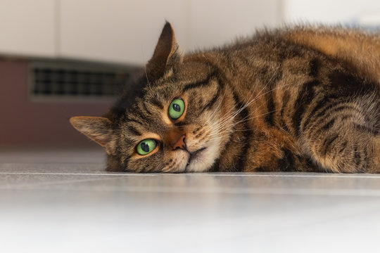 Lazy cat with big green eyes and funny face lying on white floor