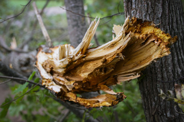 Storm damage and broken tree in the forest
