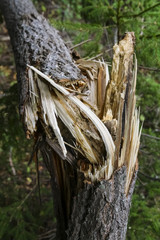 Storm damage and broken tree in the forest