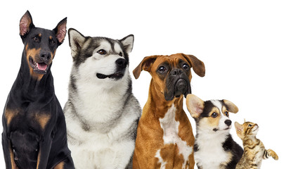 Naklejka premium kitten and puppy