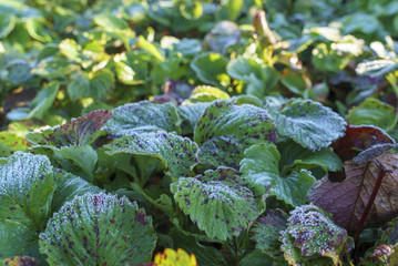 autumn frost on strawberry green leaves shining on the sun background
