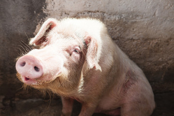 Boar. Large pig sitting in a pen on the farm.