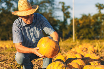 Senior farmer in filed examining pumpkin before harvesting.