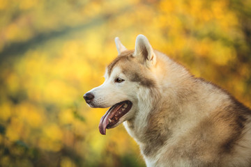 Profile Portrait of lovely beige and white Siberian Husky dog sitting in the fall forest on mountains background