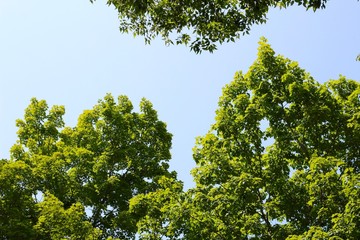 The summer green treetops with the above blue skies.