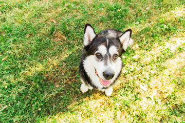 Black and white husky dog sitting on green grass in the park. Big husky dog