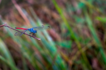 Lathrecista asiatica, the asiatic blood tail,is a species of dragonfly