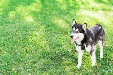 Big husky dog staying on green grass in the park. black and white dog. Autumn