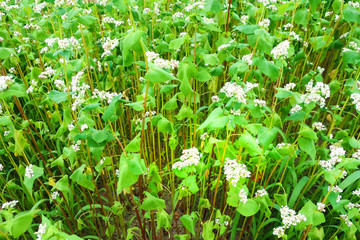 ソバの花　蕎麦畑