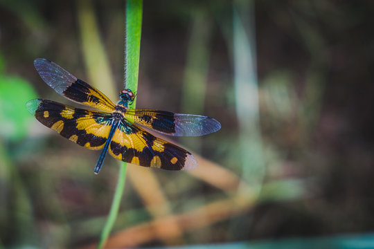 Rhyothemis variegata,is a species of dragonfly on the grass.