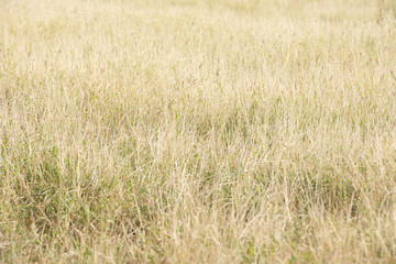 Wheat Field grassy abstract patch of dry summer field