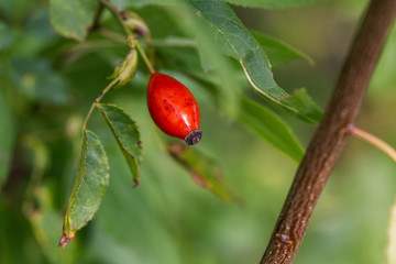 Rote Hagebutte
