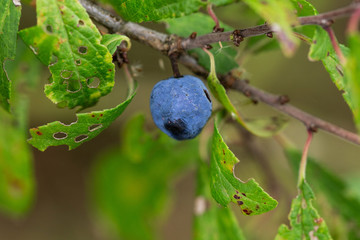 Blaubeere