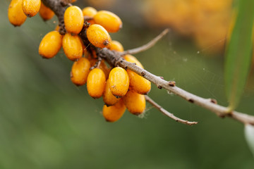 Gelbe Meerwegdorn Beeren
